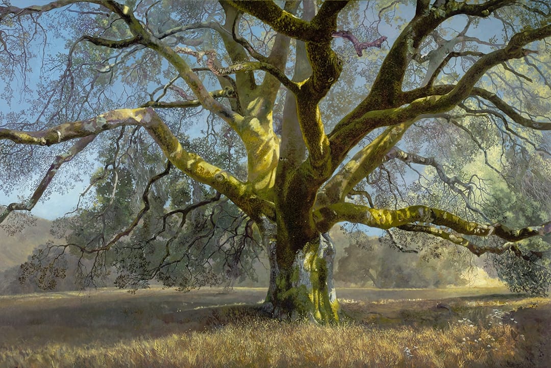 Wolpert_Boundary_Oak